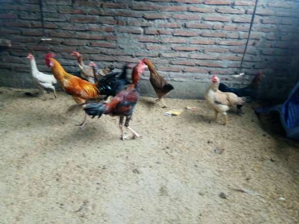 Ayam Kampung Liar Atau Umbaran Jual Beli Hewan Jadi Mudah