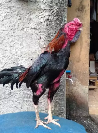 Ayam Bangkok Silimbe Oke Gan Jual Beli Hewan Jadi Mudah