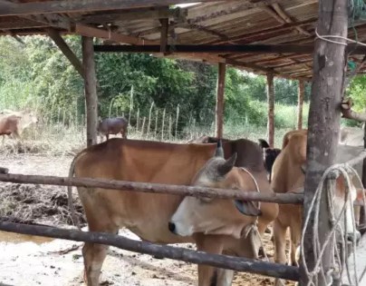 bibit sapi – Jual Beli Hewan Jadi Mudah