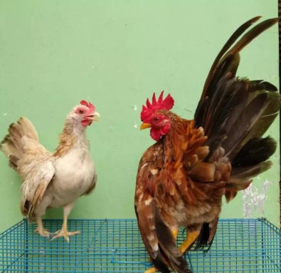 Ayam Serama 6 Bln Indukan Sepasang Ayam Hias Shopee Indonesia